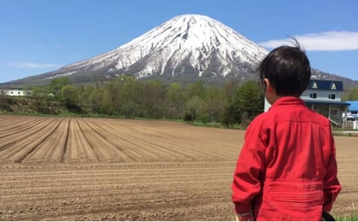 北海道産とうもろこし〈めぐみ〉2Lサイズ11本 山田農場 ［京極町］野菜 果物 とうもろこし とうきび スイートコーン 北海道 料理