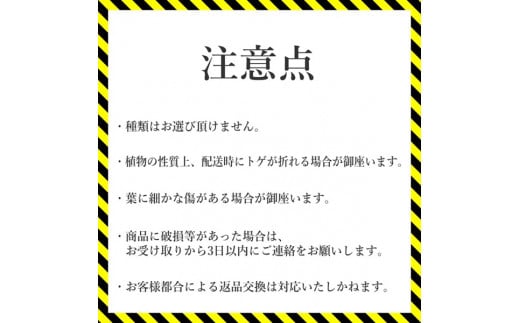 アガベ・チタノタ ”白鯨” 4.5号鉢 四国ガーデン 人気 多肉植物 インテリア 観葉植物 グリーン リラックス｜C74