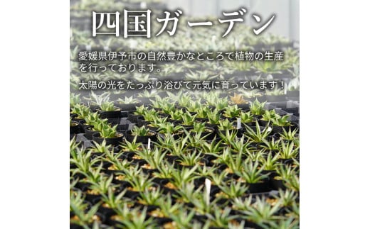 アガベ・チタノタ ”白鯨” 4.5号鉢 四国ガーデン 人気 多肉植物 インテリア 観葉植物 グリーン リラックス｜C74