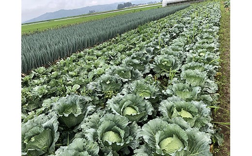 春夏の会津発季節の野菜だより(大)＜10～14品目程度＞ 朝採れ 野菜 セット 詰合せ 契約農家 朝採り 採れたて 新鮮 会津野菜 食品 F4D-1408