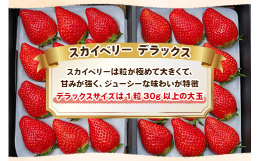 澳原いちご農園の完熟朝摘みスカイベリー デラックス｜イチゴ 苺 果物 果実 スイーツ 産地直送 [0534]