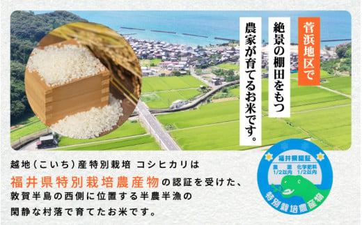 米 越地（こいち）産 特別栽培米 コシヒカリ 令和6年産 真空包装 2合 × 3個【キャンプ 保存 備蓄 防災 バーベキュー BBQ 持ち運び簡単】[m24-a003]