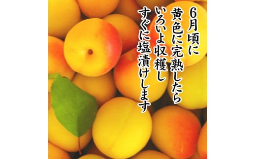 紀州産南高梅 みつふる12粒入り 減塩1.5% A-076a