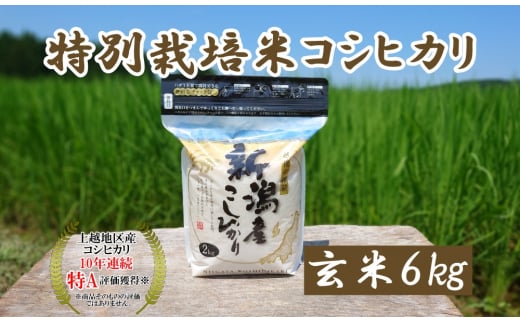 米 令和5年産 新潟上越三和産 特別栽培米コシヒカリ6kg 玄米 こしひかり コシヒカリ お米 こめ 新潟 新潟産