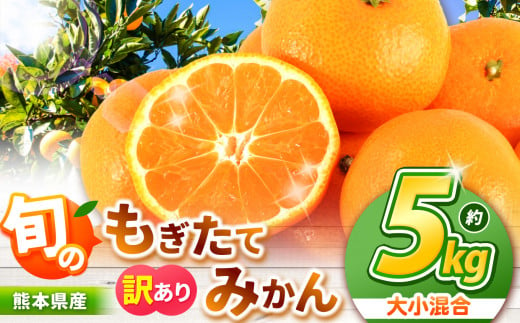 旬のもぎたてみかん 約 5kg 大小混合 訳あり 果物 熊本県なごみ町産  | 熊本県 熊本 くまもと 和水町 なごみまち なごみ みかん ミカン 蜜柑 柑橘 柑橘類 温州 果物 フルーツ 不揃い キズ スレ