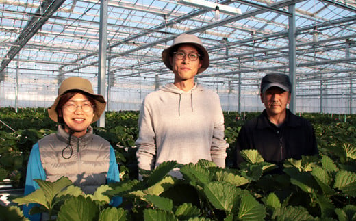 【早期予約】 農場長厳選の美味しいいちご 800g【200g×4パック 苺 詰め合わせ 島根県 安来市産】