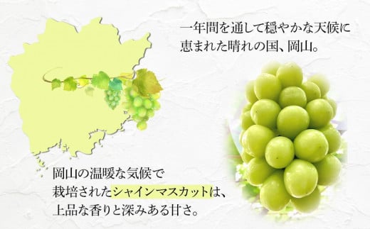 ぶどう 2025年 先行予約 岡山県産 高級 シャインマスカット 1.4kg以上 2房 贈答用＜9月以降発送＞