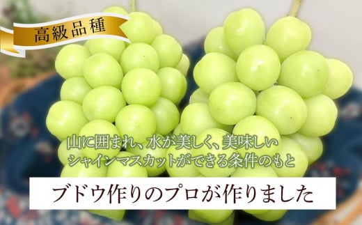 ぶどう 2025年 先行予約 岡山県産 高級 シャインマスカット 1.4kg以上 2房 贈答用＜9月以降発送＞