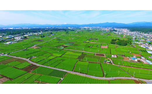 貫井園の深蒸し茶　リーフ　100g×6袋【1516410】