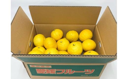 はるか みかん 5kg 愛媛 人気 数量限定 柑橘 伊予市｜B162