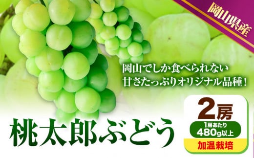 228.【先行予約】 岡山県産 桃太郎ぶどう  2房 (480g以上) 加温栽培【配送不可地域あり】 《7月上旬-8月末頃に出荷予定(土日祝除く)》 岡山県 矢掛町 ぶどう 葡萄 果物