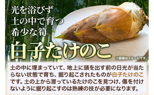 宮城県利府町産 採れたて 高級白子たけのこ 皮付き2kg以上（2～6本）筍 タケノコ 野菜 国産 新鮮 旬