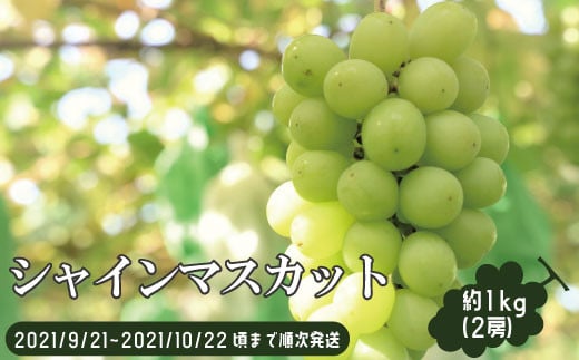 [№5657-2831]厳選シャインマスカット約1kg（2房）《株式会社　長印ながのファーム》■2021年発送■※9月下旬頃より順次発送予定