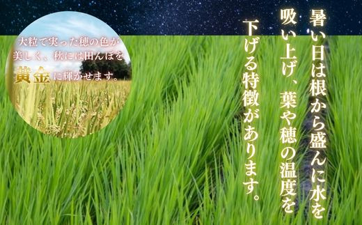 【令和６年産　新米】埼玉ブランド米　彩のきずな　5kg