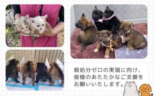 【お礼の品なし】犬猫殺処分ゼロプロジェクト＜300,000円＞長崎県ふるさと納税[42ZZAE007]長崎 長崎の変 動物 犬 猫 いぬ ねこ イヌ ネコ 保護犬 保護猫 支援 応援 チョイス限定 動物愛護 保護 どうぶつ 地域猫 寄付のみ