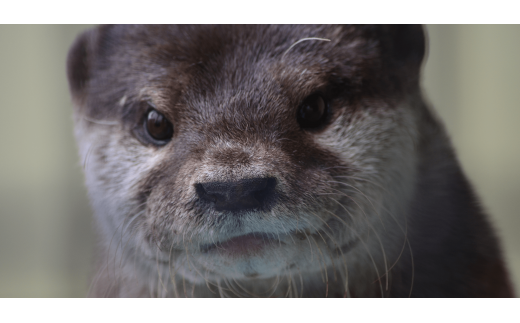 東武動物公園【入園券（ペア）】【11246-0236】