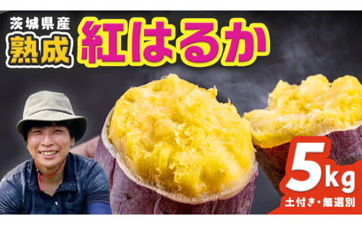茨城県産 紅はるか 5kg 土付き 無選別 熟成 さつまいも 生芋 芋 サツマイモ 農薬不使用 化学肥料不使用 甘い 焼き芋 スイートポテト ねっとり