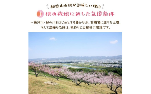 フルーツ王国　和歌山の桃　約２kg（fr-06）【先行予約】【2024年6月中旬～2024年7月下旬発送】