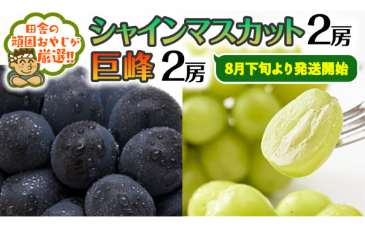 シャインマスカット2房・巨峰2房セット【令和6年8月下旬より発送開始】田舎の頑固おやじが厳選！