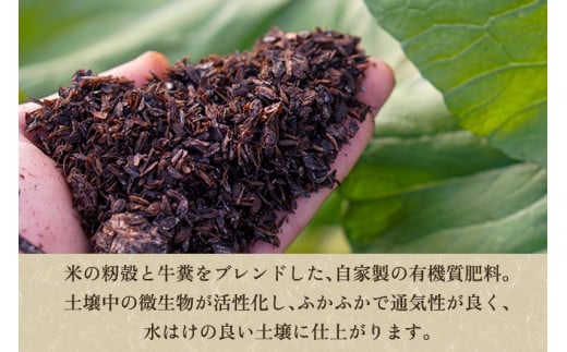 【2024年先行予約】【新潟県加茂市七谷産】6種食べ比べセット5kg（M〜LLサイズ）さつまいも《11月下旬〜順次発送》人気品種 食べ比べ 濃厚な甘み 低温熟成  蒸し芋や焼き芋、スイートポテトなどのスイーツに 加茂市 YAGOROU ヤゴロウ