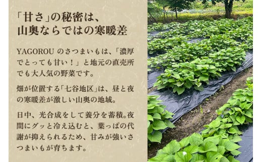 【2024年先行予約】【新潟県加茂市七谷産】6種食べ比べセット5kg（M〜LLサイズ）さつまいも《11月下旬〜順次発送》人気品種 食べ比べ 濃厚な甘み 低温熟成  蒸し芋や焼き芋、スイートポテトなどのスイーツに 加茂市 YAGOROU ヤゴロウ