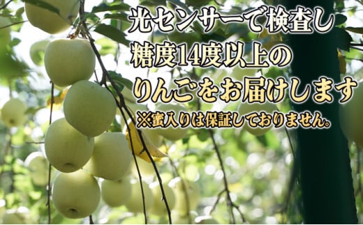 11～12月 特A王林約5kg（12～16個）14度糖度保証【青森りんご・ゆうきアップル・11月・12月】