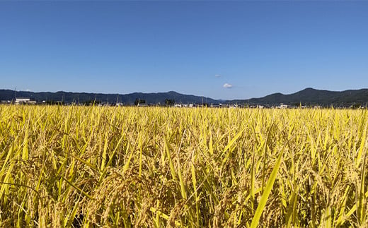 ミルキークイーン 10kg (5kg×2袋) 『松田観光果樹園』 山形南陽産 米 白米 ご飯 農家直送 山形県 南陽市 [1946]