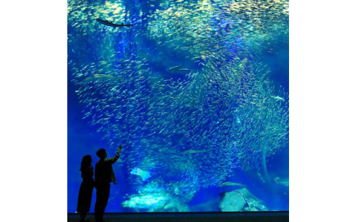 アクアワールド茨城県大洗水族館　貸切1時間プラン(オーシャンホールにイルカが遊びに来る)【1424654】