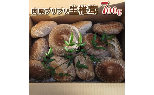 肉厚プリプリ生椎茸 700g！[672]