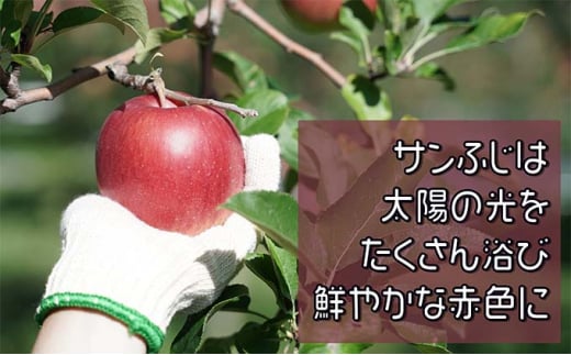 【1月発送】特A 濃厚サンふじ約3kg 糖度13度以上【青森りんご・マルコウアップル】