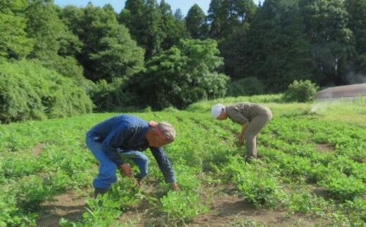 茨城産落花生カラスニメカクシ180g×5袋【落花生 ピーナッツ ピーナツ ナッツ 国産 殻付き おやつ お菓子 おつまみ お取り寄せ ヘルシー 健康  国産 茨城 特産品 農園 自家栽培 ビールのお供 野菜 豆 農家直送 お土産 贈り物 ギフト プチギフト】