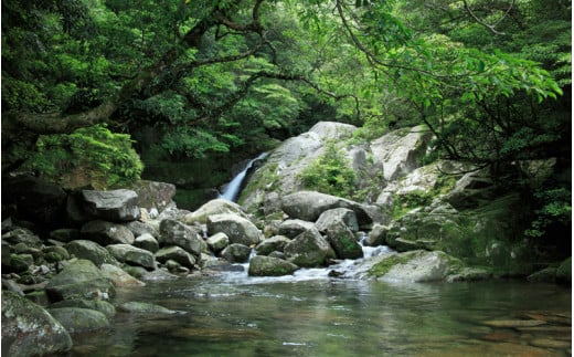 島根県産チョウザメ丸ごと1本　(オス中抜き）