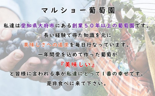 【2024年先行予約・数量限定】朝採り 巨峰「種あり」 約１kg＜2024年8月中旬～発送＞