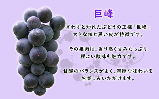 【2024年先行予約・数量限定】朝採り 巨峰「種あり」 約１kg＜2024年8月中旬～発送＞