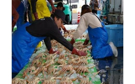 京丹後市産 活け間人蟹【厳選】中大サイズtaizakani800　カニ かに 蟹 松葉ガニ 間人蟹 活け間人蟹 天然 厳選 新鮮 高級 焼きガニ カニ刺し  生きたまま 蟹すき鍋 冷蔵 間人がに 間人かに 活かに 生かに たいざがに ブランド蟹 タグ付き 間人ガニ　SS00108