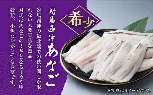 【全12回定期便】対馬産 西沖あなご 200g×3パック《対馬市》【保家商事】 あなご 穴子 アナゴ 海鮮 海産物 魚介 [WAA027]