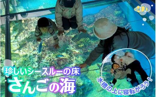 【越前松島水族館】 特別年間パスポート「オクトパス」【水族館 入場券 チケット 券 観光 旅行 年間パスポート 年パス 利用券 入館券 体験 夏休み アウトドア】 [J-11101]