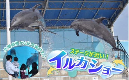 【越前松島水族館】 特別年間パスポート「オクトパス」【水族館 入場券 チケット 券 観光 旅行 年間パスポート 年パス 利用券 入館券 体験 夏休み アウトドア】 [J-11101]