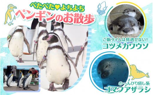 【越前松島水族館】 特別年間パスポート「オクトパス」【水族館 入場券 チケット 券 観光 旅行 年間パスポート 年パス 利用券 入館券 体験 夏休み アウトドア】 [J-11101]