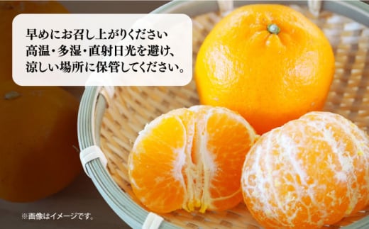 【先行予約】＜2月発送＞長崎県産 ぽんかん 5kg(2L～L・約32～40玉) 長崎県/長崎果匠 [42AABK008]