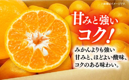 【先行予約】＜2月発送＞長崎県産 ぽんかん 5kg(2L～L・約32～40玉) 長崎県/長崎果匠 [42AABK008]