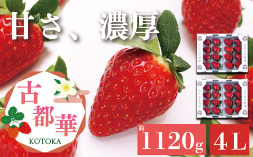 平群の古都華 いちご 4Lサイズ （2パック×2ケース） 計4パック 辻本農園 2025年1月発送 | 果物 くだもの フルーツ 苺 イチゴ いちご ストロベリー 古都華 ことか 旬の品種 産地直送 奈良県 平群町