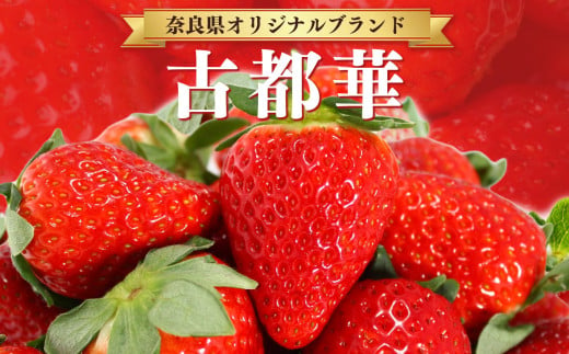 平群の古都華 いちご 4Lサイズ （2パック×2ケース） 計4パック 辻本農園 2025年1月発送 | 果物 くだもの フルーツ 苺 イチゴ いちご ストロベリー 古都華 ことか 旬の品種 産地直送 奈良県 平群町