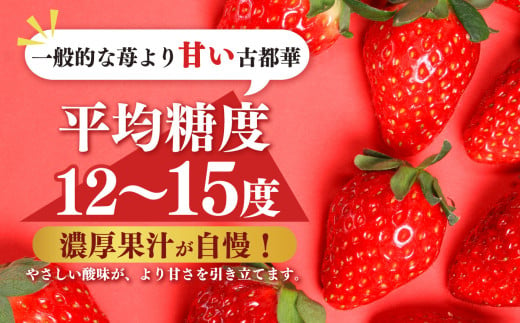 平群の古都華 いちご 4Lサイズ （2パック×2ケース） 計4パック 辻本農園 2025年1月発送 | 果物 くだもの フルーツ 苺 イチゴ いちご ストロベリー 古都華 ことか 旬の品種 産地直送 奈良県 平群町