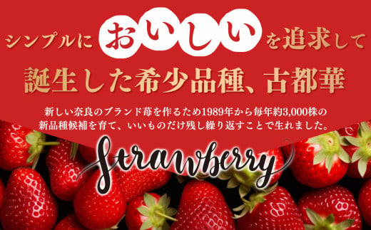 平群の古都華 いちご 4Lサイズ （2パック×2ケース） 計4パック 辻本農園 2025年1月発送 | 果物 くだもの フルーツ 苺 イチゴ いちご ストロベリー 古都華 ことか 旬の品種 産地直送 奈良県 平群町