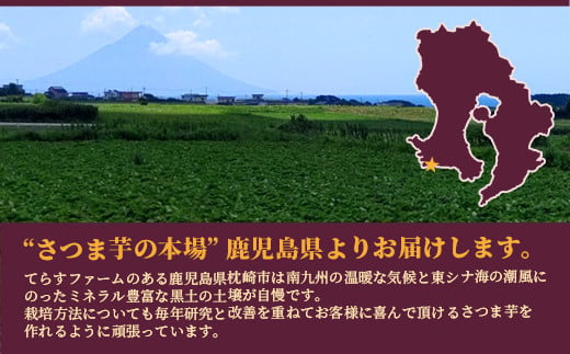 シルクスイート 〈5キロ〉 サツマイモ さつまいも 鹿児島県 A3-346【1167014】