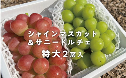 KF-B023【きよとう】＜2024年すぐ発送！＞大粒のシャインマスカット＆サニードルチェ 特大2房入