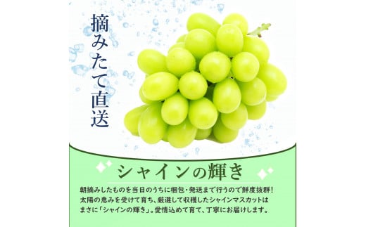 シャインマスカット 1.5㎏ 朝採り / 長野県産 家庭用 4～5房