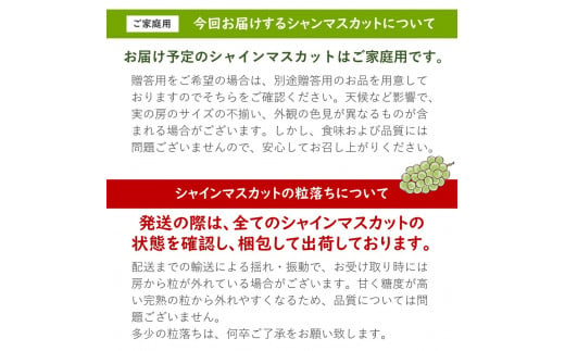 シャインマスカット 1.5㎏ 朝採り / 長野県産 家庭用 4～5房