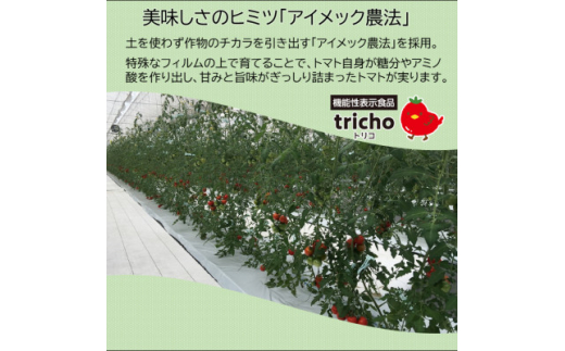 高糖度フルーツトマト「tricho(トリコ)」1.2kg【1420206】